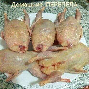 купить яйца индюка: Куплю перепелиное мясо нужен поставщик на постоянной основе