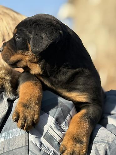 Продажа собак: Щенок породы ротвейлер Описание: - Породный щенок с классическим — 2