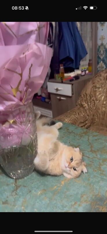 Akvarium aksessuar və ləvazimatları: Qızıl şinşilla, Dişi, Cütləşmə üçün