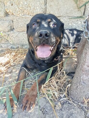pulsuz itler verilir: Doberman, 3 ay, Dişi, Sənədli, Ünvandan götürmə