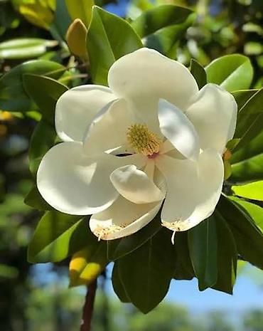 malc: Bitki: Magnolia grandiflora (həmişəyaşıl maqnoliya) – qapalı qabda - — 1