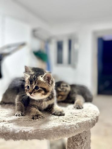 Мышыктар: Продаются котята шотландской вислоухой кошки. Заходи! Возраст: 1 месяц — 4
