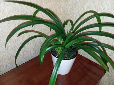 Другие комнатные растения: Кливия (4 корня) и Амариллис (3 корня) - 550 сом