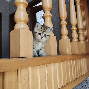 Pişiklər: Britan — 12