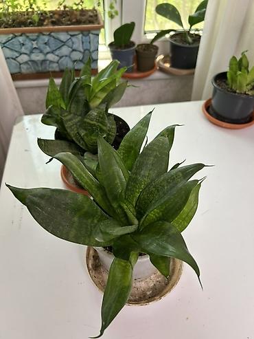 sansevieria gulu: Sansevieria (əjdaha dili) – kompakt sort - Qapalı məkanlar üçün — 1