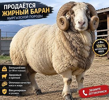 животные кошки: Продаю | Баран (самец) | На забой | Ярка — 2