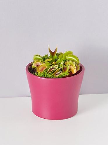 щёлк: Венерина мухоловка (Dionaea muscipula) в горшке - Хищное комнатное — 2