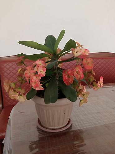 Молочаи: Эуфорбия Миля (Euphorbia milii, «Корона Христа») в горшке - — 1