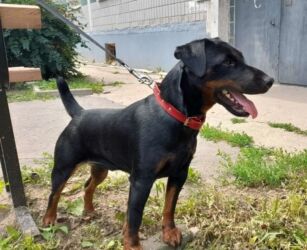 купить рабочую охотничью собаку: Ягдтерьер, 1 год, Самец