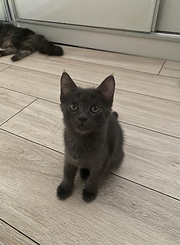 котятки: Кошка даром: Беспородная, 3 месяца, Мальчик, Приучена к лотку, Проглистована — 5
