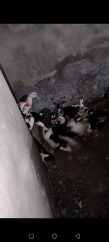 at qiymeti: 14 dənədi biri 20 manatdan satilir . internetdə və bazarda qiymətini — 3