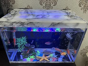 akvarium filtiri: Dördbucaq akvarium, Balıqlarla birlikdə, 18 l, Ödənişli çatdırılma, Ünvandan götürmə — 3