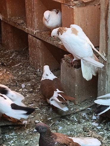 quşlar göyərçin: Dekorativ göyərçinlər bilen bilir nedi bu Şəkildə müxtəlif rəng — 1