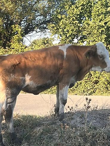 tap az sudluk inəklər: Real alıcıya endirim olacaq ana bala satılır ana biğazdı anada cins — 6