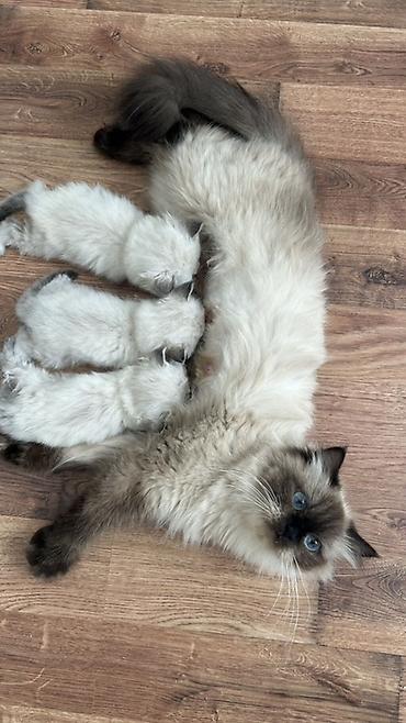 koşka: Təsvir: - Cins: Ragdoll tipli uzun tüklü pişik balaları - Rəng: Açıq — 1