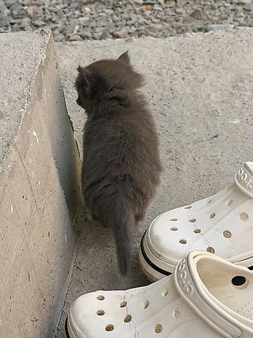 отдам даром котенка бишкек: 1 месяц, Девочка, Метис — 7