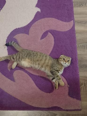 Кошки: Шотландская вислоухая — 2