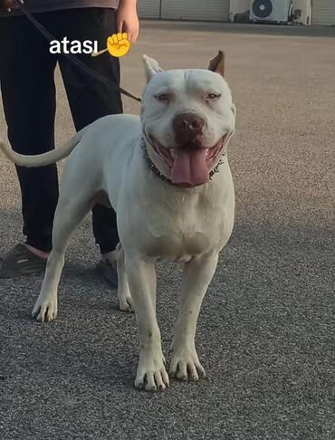 pitbull qiymeti: Pitbul, 1 ay, Erkek, Peyvəndli, Ödənişli çatdırılma, Ünvandan götürmə