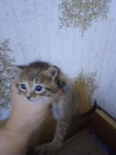 Pişiklər: Erkək, Dişi — 9