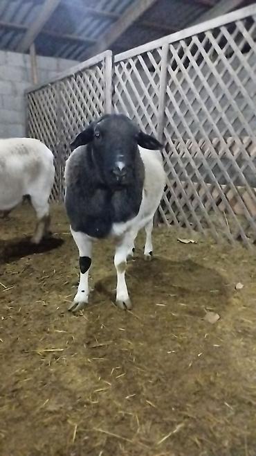 Баран, овца: Продаю | Баран (самец) | Для разведения | Племенные — 5