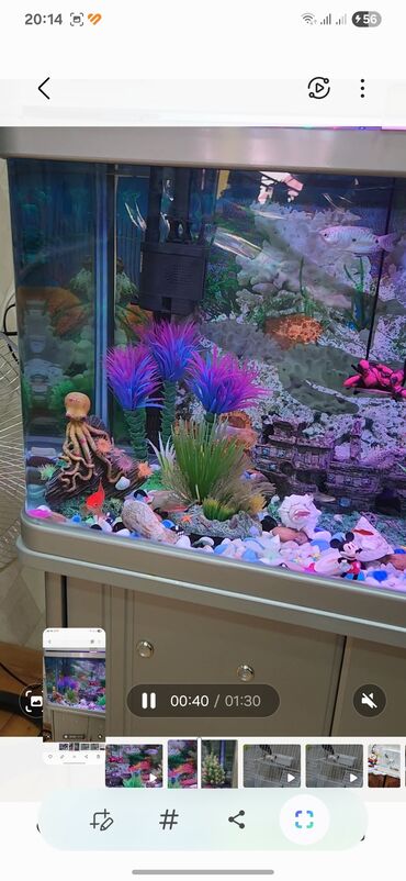 Dördbucaq akvarium, Balıqlarla birlikdə, 100 l
