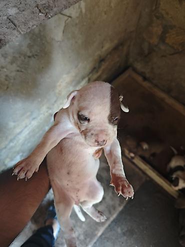 İtlər: Pitbul, 1 ay, Dişi, Ödənişli çatdırılma -da lalafo.az — 1 İtlər: Pitbul, 1 ay, Dişi, Ödənişli çatdırılma — 1