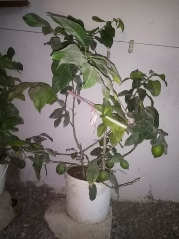 Bitki dərmanları: Saksıda limon ağacı 3 ədəd mövcuddur. Bir ədədi 30Azn daima