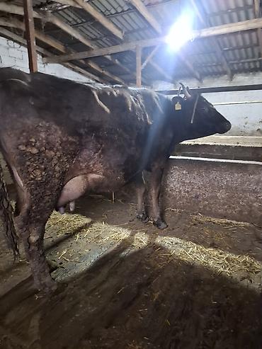 Коровы, быки: Продаю | Корова (самка), Тёлка — 12