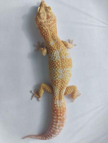 Зоотовары: Леопардовые гекконы (Eublepharis macularius) редких морф Элитный — 8