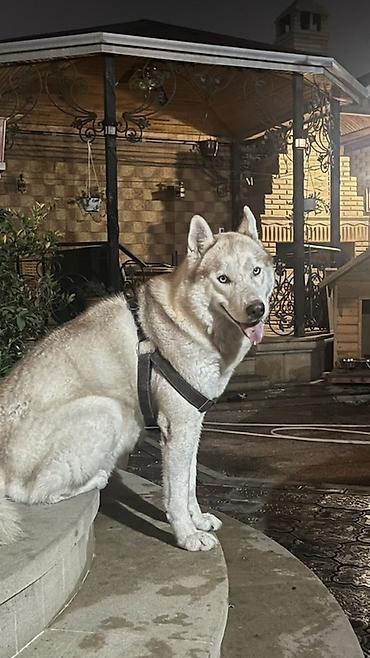 xaski alıram: Xaski, 5 il, Erkək, Peyvəndli — 1