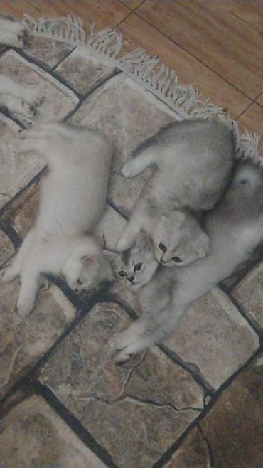 şınşıla: Şotland, Dişi, Yaxşı əllərə, Pulsuz çatdırılma — 2