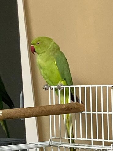 Tutuquşları: Ojerelya Arjelya Ajarelya Ojeralya Tutuquşu Yaşıl Pakıstan Tutuquşu — 2