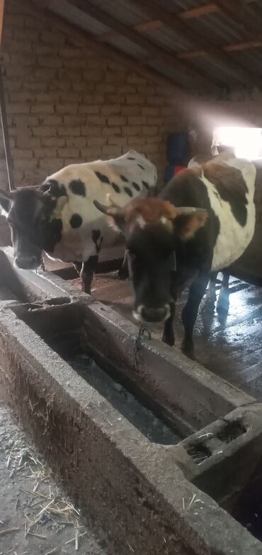 дойные коровы бишкек: Продаю | Корова (самка) | Для молока | Стельные
