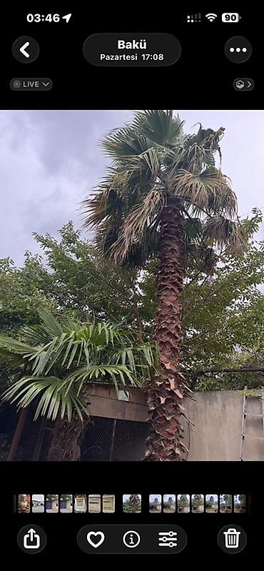 Ağaclar: 🌴 15 İLLİK, 7.5 METRLİK WASHINGTONIA PALMASI SATILIR 🌴 Elan mətni: 🌴 — 2