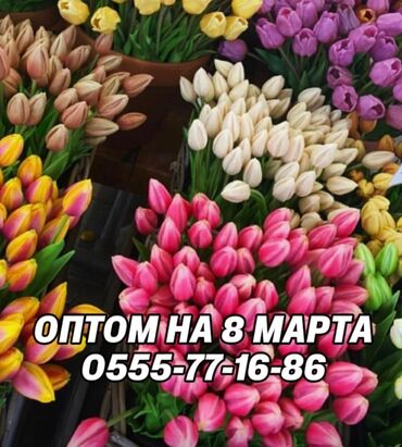 пион: Дорогие друзья! В продаже голландские тюльпаны оптом и рознично к 8