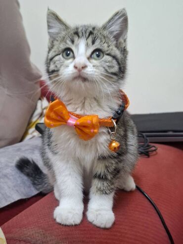 Pişiklər: Erkək — 1