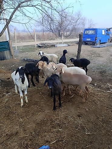 Баран, овца: Продаю | Овца (самка) | Полукровка | Для разведения | Ярка — 1