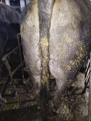 Коровы, быки: Продаю | Бык (самец) | На откорм | Привязанные — 21