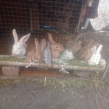 Кролики: Продаю | Крольчата — 2