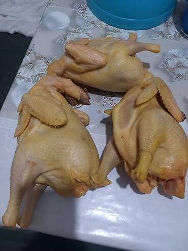 живой форел: 🐥🐥🐥 Халял❗️❗️❗️ Забой только сами делаем,строго по Шариату Куры — 9