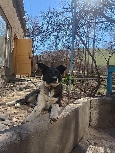 Продажа собак: Колли, 7 месяцев, Самец — 20