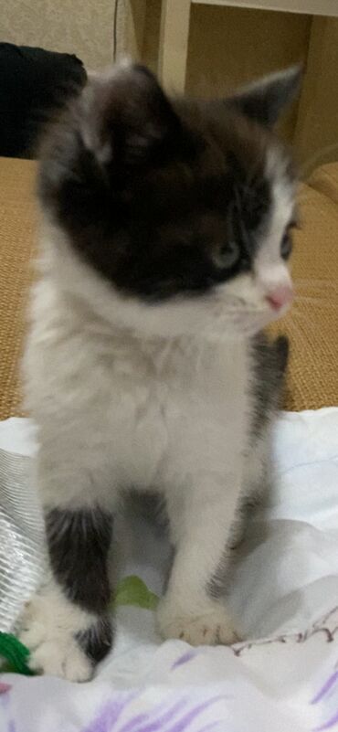 купить британского короткошерстного котенка: Продам котенка бесплатно -в добрые руки