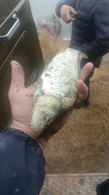 катаифи цена бишкек: Свежий, До 1 кг, Платная доставка