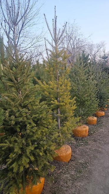 Другие товары для дома и сада: Голубой ель. Тянь-шаньский ель.береза,Пихта,Сосна, сатылат — 18