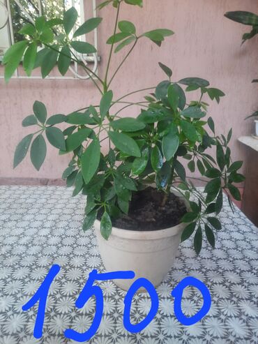 Алоэ: Алоэ at lalafo.kg — 10 Алоэ: Алоэ — 10