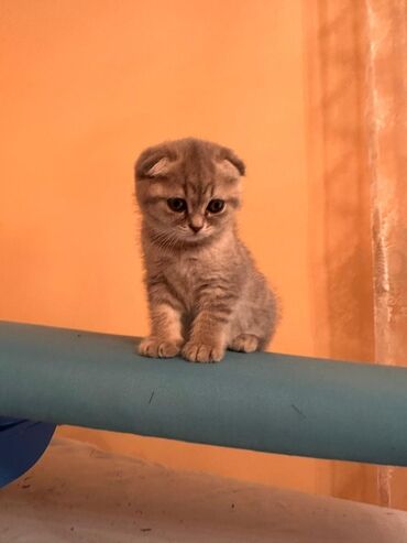 simental inekler satilir: Şotland yastı qulaq, Dişi lalafo.az -da simental inekler satilir: Şotland yastı qulaq, Dişi