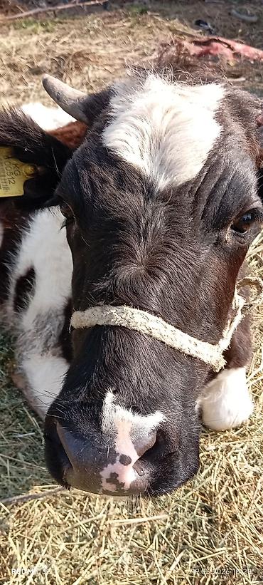 Коровы, быки: Продаю | Тёлка | Для разведения | Нетель — 3