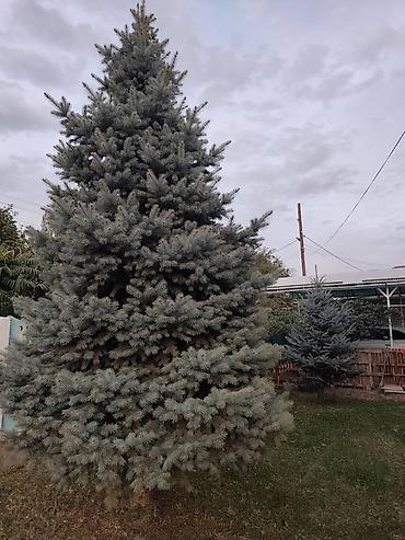 Узуну 5.60см. Кыскасы 3.40см. Цена договорная Ель голубая (Picea at lalafo.kg Узуну 5.60см. Кыскасы 3.40см. Цена договорная Ель голубая (Picea