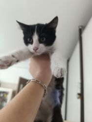 домик кошке: Мышык бекер берилет: Породасыз, Ургаачы