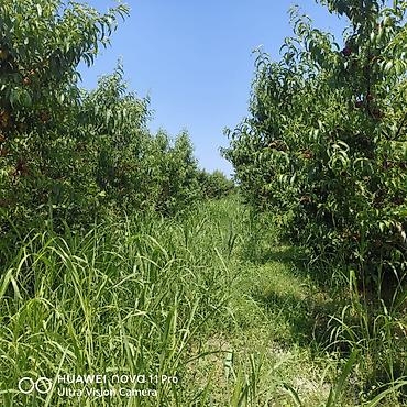 mehemmedi torpaq satilir: 320 sot, Kənd təsərrüfatı, Mülkiyyətçi, Kupça (Çıxarış) — 4